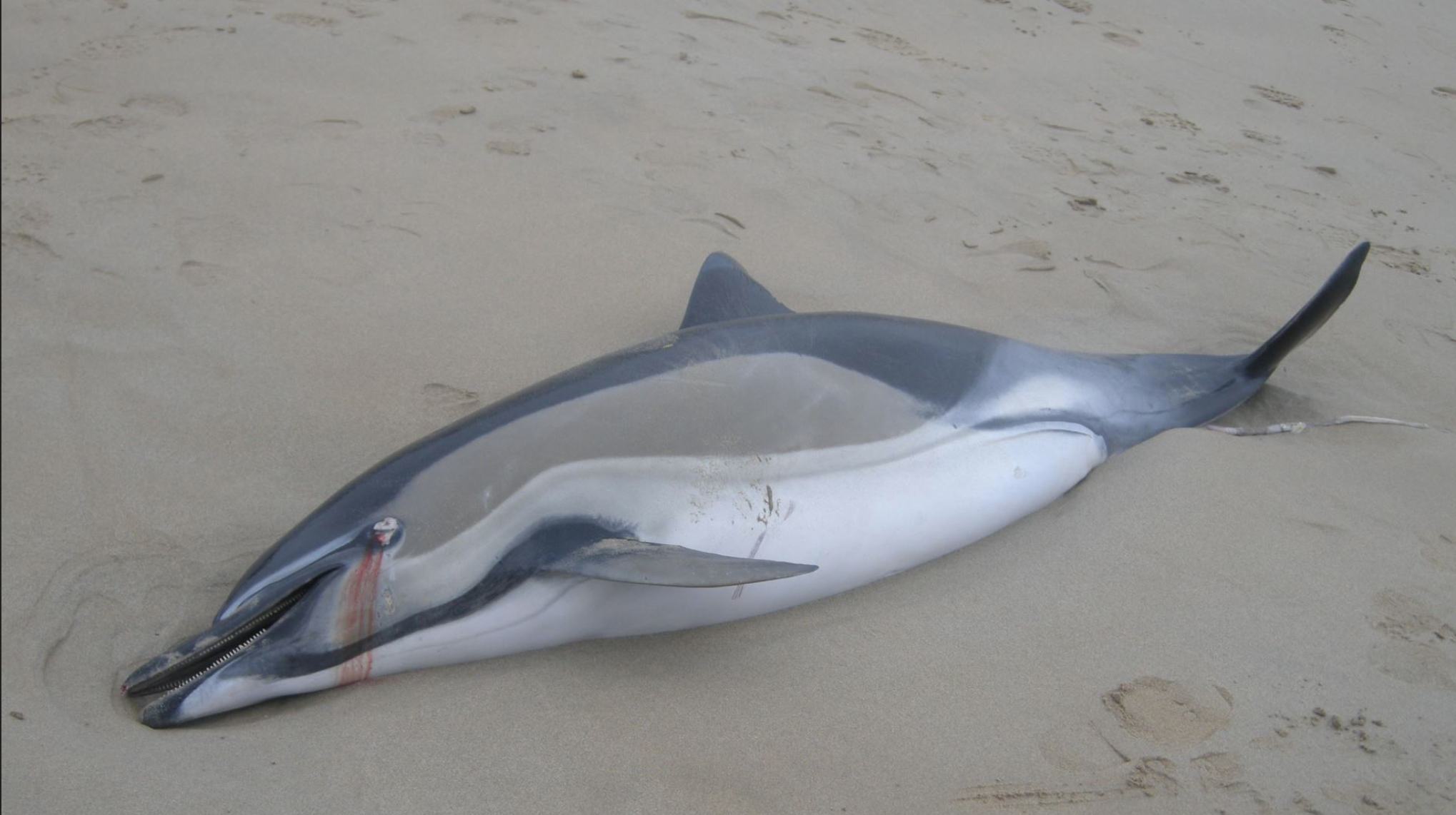 Face à la pire vague meurtrière pour les dauphins, le gouvernement regarde ailleurs